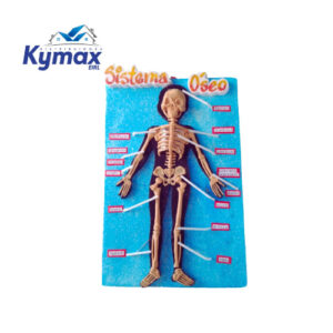 Maqueta Sistema Óseo